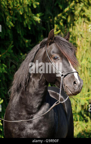 Poney gallois de type Cob, étalon / section C, Champion National Banque D'Images