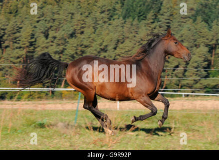 Quarter Horse, jument baie / côté Banque D'Images