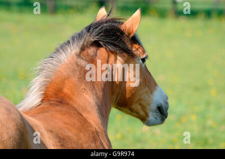 Projet de cheval / chevaux de trait, cou, garrot, mane Banque D'Images