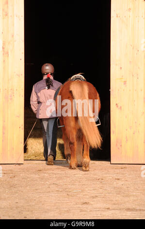 Femme menant Icelandic Horse, cheval hongre, Sorrell, porte de l'étable, porte de l'écurie, Sella Banque D'Images