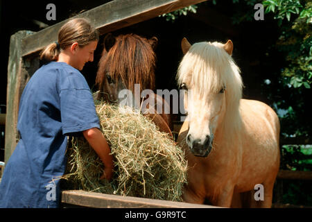 Alimentation fille ha pour chevaux Islandais Banque D'Images