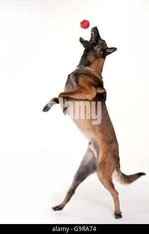 Belgian Malinois, chien de berger belge Malinois, /, jouet, ball Banque D'Images