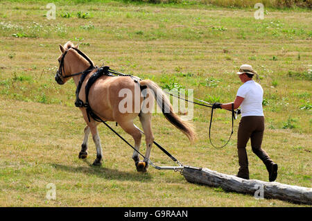 Homme à cheval norvégien, log-tirant concurrence / sports populaires Banque D'Images