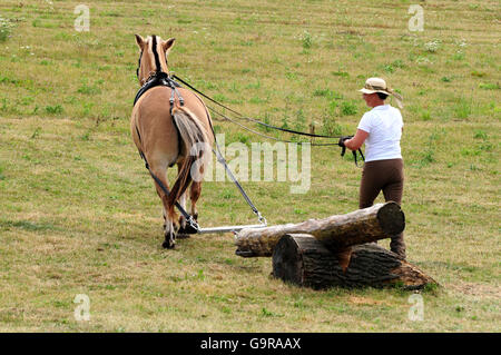 Homme à cheval norvégien, log-tirant concurrence / sports populaires Banque D'Images