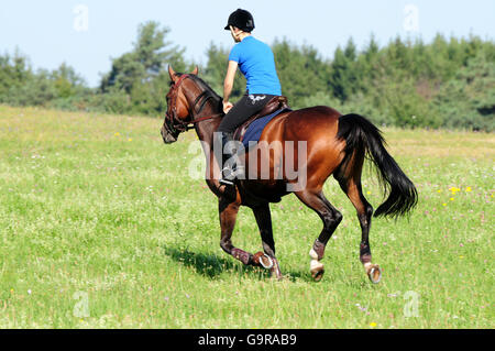 Fille avec l'Allemand Équitation, randonnée / Warmblood allemand Banque D'Images