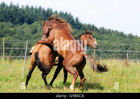 Quarter Horses, étalons, 2 ans / lutte rituelle Banque D'Images