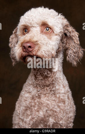 Lagotto Romagnolo, homme / Romagna Water Dog Banque D'Images