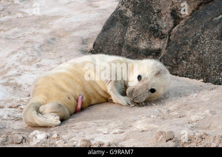 Le phoque gris, le nouveau-né pup, Dune de Heligoland, Schleswig-Holstein, Allemagne/ (Halichoerus grypus) / Helgoland, cordon ombilical Banque D'Images