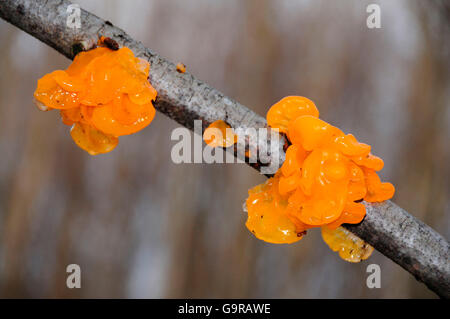 Golden Jelly / champignon Tremella mesenterica Banque D'Images