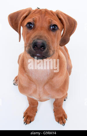 Le Rhodesian Ridgeback, homme, minet, 12 semaines Banque D'Images