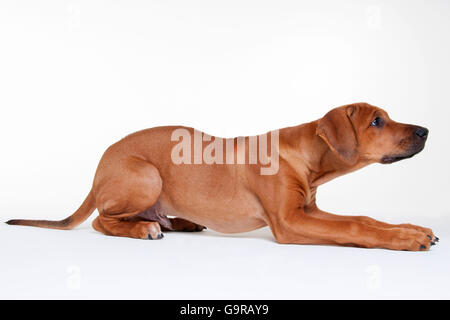 Le Rhodesian Ridgeback, homme, minet, 12 semaines Banque D'Images