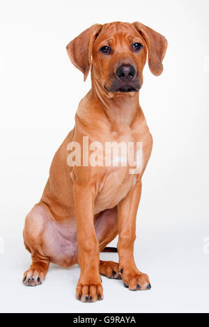 Le Rhodesian Ridgeback, homme, minet, 12 semaines Banque D'Images