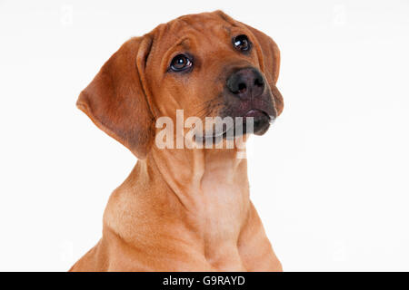 Le Rhodesian Ridgeback, homme, minet, 12 semaines Banque D'Images