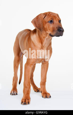 Le Rhodesian Ridgeback, homme, minet, 12 semaines Banque D'Images