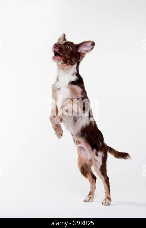 Berger Australien, homme, rouge-merle, puppy, 4 mois Banque D'Images