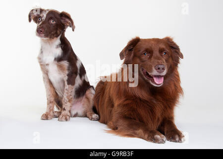 Berger Australien, chiens mâles, rouge-merle, puppy, 4 mois (fils) et devient rouge, adulte (père) Banque D'Images