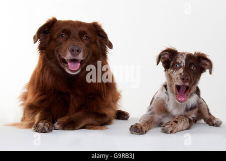 Berger Australien, chiens mâles, rouge-merle, puppy, 4 mois (fils) et devient rouge, adulte (père) Banque D'Images