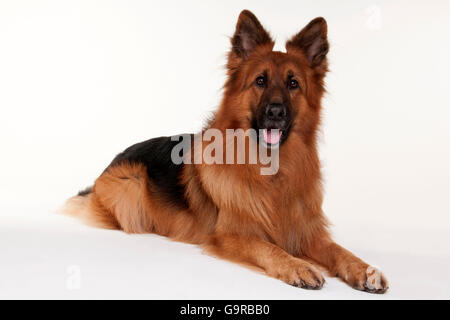 Chien Berger Allemand, mâle, adulte / alsacien Banque D'Images