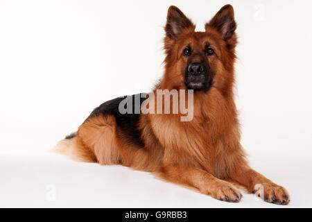 Chien Berger Allemand, mâle, adulte / alsacien Banque D'Images