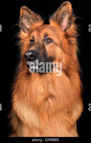 Chien Berger Allemand, mâle, adulte / alsacien Banque D'Images