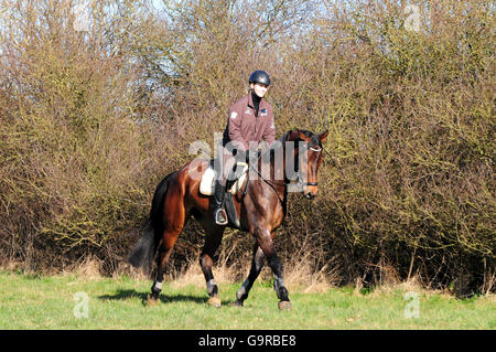 Cheval hongre, Oldenburg, hacking, hack, équitation, casque, German Riding Horse Banque D'Images