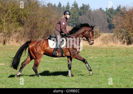 Cheval hongre, Oldenburg, hacking, hack, équitation, casque, German Riding Horse Banque D'Images