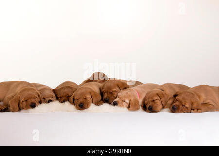 Labrador Retriever, jaune, chiots, 8 semaines / red fox Banque D'Images