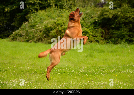 Labrador Retriever, jaune, mâle, adulte / red fox Banque D'Images