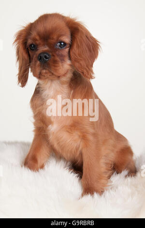 Cavalier King Charles Spaniel, homme, ruby, puppy, 4 mois Banque D'Images