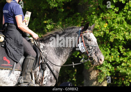 Concours d'équitation, randonnée, course d'orientation, ride, Appaloosa, nombre, localisation Banque D'Images