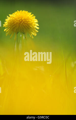 Le pissenlit, Taraxacum spec. Banque D'Images