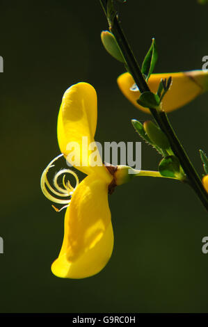 Politique commune à balais (Cytisus scoparius) Banque D'Images