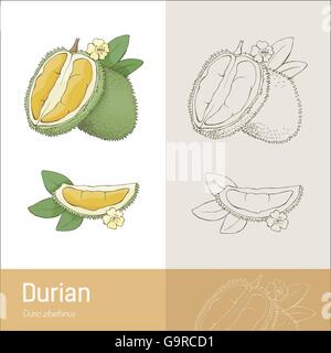 Durian fruit avec l'article, de feuilles et de fleurs, dessin botanique Illustration de Vecteur