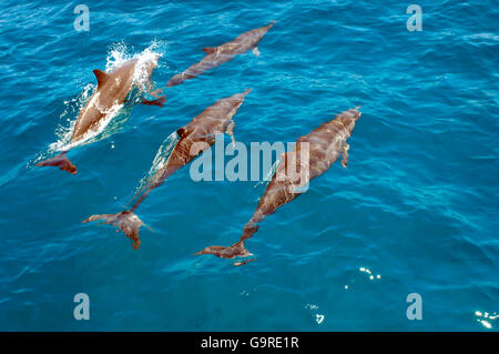 Les dauphins de l'Est / (Stenella longirostris) Banque D'Images