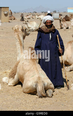 Bedouin, chameau, Dromadaire avec concessionnaire El Shalateen, Egypte / (Camelus dromedarius) / Un chameau Banque D'Images