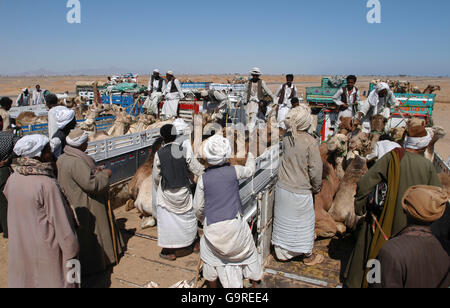 Concessionnaire de chameaux dromadaires chargement sur camion, marché aux chameaux El Shateen, Egypte / (Camelus dromedarius) / Un chameau Banque D'Images