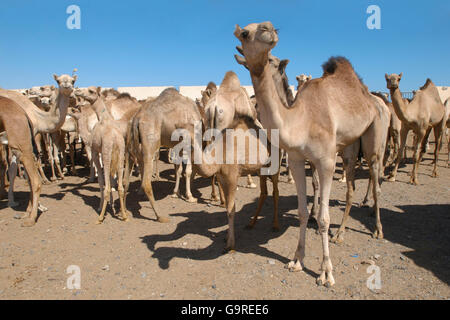 Des dromadaires, station de quarantaine, marché aux chameaux El Shateen, Egypte / (Camelus dromedarius) / Un chameau Banque D'Images