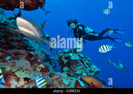 Plongeur avec requin gris de récif, Yap, Micronésie (Carcharhinus amblyrhynchos / menissorah, Carcharhinus) / Black-vee, le chasseur de requin Blacktail Banque D'Images