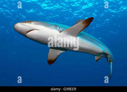 Requin gris de r cif Yap Micron sie Carcharhinus amblyrhynchos