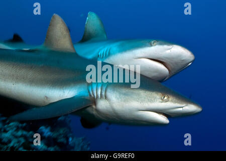 Les requins gris de récif, Yap, Micronésie (Carcharhinus amblyrhynchos / menissorah, Carcharhinus) / Black-vee, le chasseur de requin Blacktail Banque D'Images