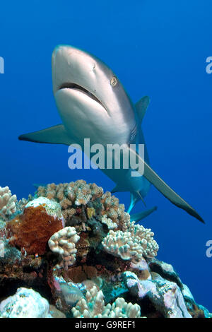 Requin gris de récif, Yap, Micronésie (Carcharhinus amblyrhynchos / menissorah, Carcharhinus) / Black-vee, le chasseur de requin Blacktail Banque D'Images