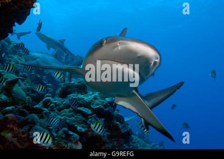 Requin gris de récif, Yap, Micronésie (Carcharhinus amblyrhynchos / menissorah, Carcharhinus) / Black-vee, le chasseur de requin Blacktail Banque D'Images