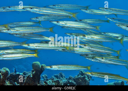 Les barracudas à queue jaune, mer Rouge / (Sphyraena flavicauda) Banque D'Images
