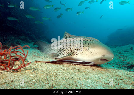 Le requin zèbre, Phuket, la mer d'Andaman, Thaïlande / (Stegostoma fasciatum) / requin léopard Banque D'Images