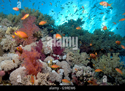 Coral reef avec softcorals et Fée Bijoux / Basslets (Pseudanthias squamipinnis) Banque D'Images