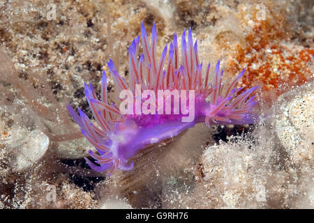 Nudibranche Flabellina affinis) / ( Banque D'Images