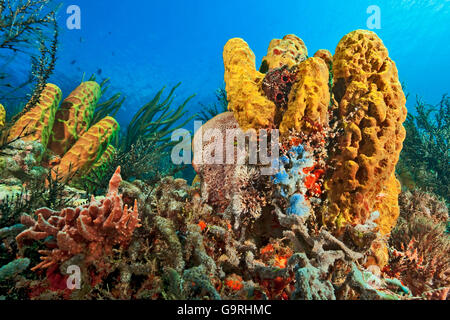 Les récifs coralliens, d'éponges, de coraux mous Banque D'Images