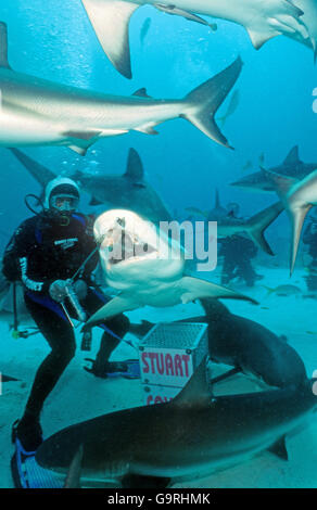 Le Shark Feeding, requin, requin de récif des Caraïbes, les Bahamas / (Carcharinus perezi) Banque D'Images