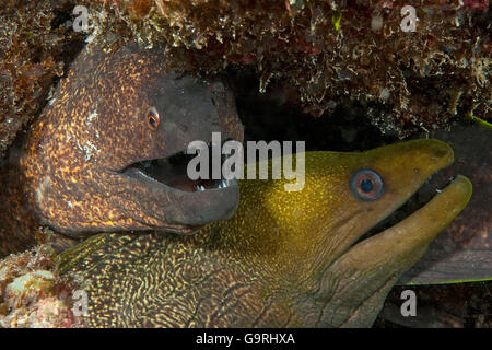 Granulés jaunes moray, Maurice, Afrique, Océan Indien / (Gymnothorax flavimarginatus) Banque D'Images