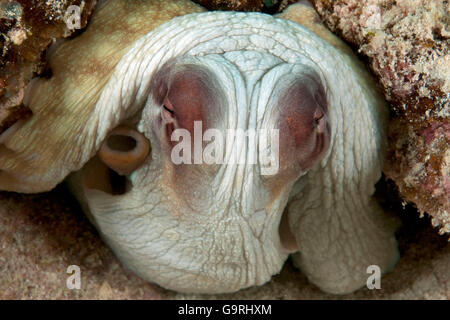 Le poulpe, Ile Maurice, Afrique, Océan Indien / (Octopus vulgaris) Banque D'Images